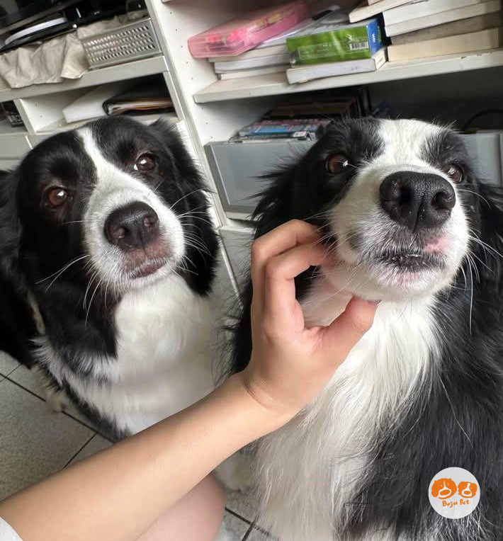 波啾寵食 Boju Pet - 波波與哺啾